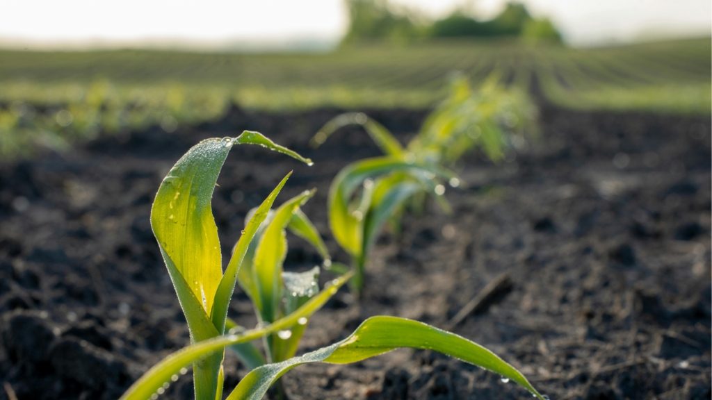 Fordulat az agrárfinanszírozásban: A Közös Agrárpolitika Stratégiai Tervnek (KAP ST) köszönhetően új növekedési ciklus indulhat 2026-ban